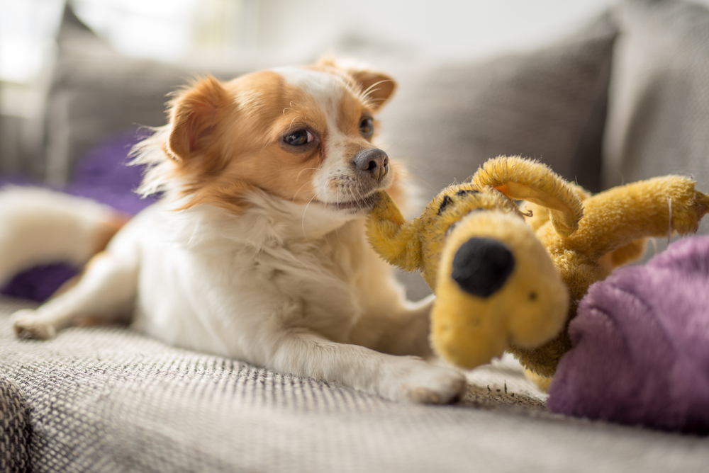 Top laundry tips for pet owners