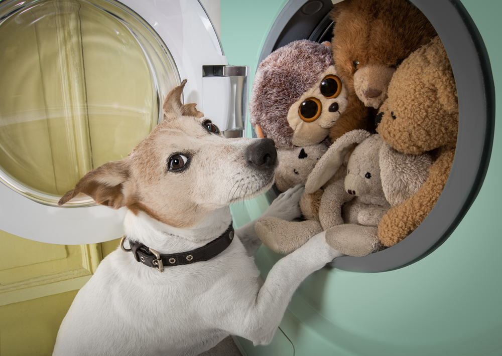 Do Pet's Clothes Need to Go in a Washing Machine?