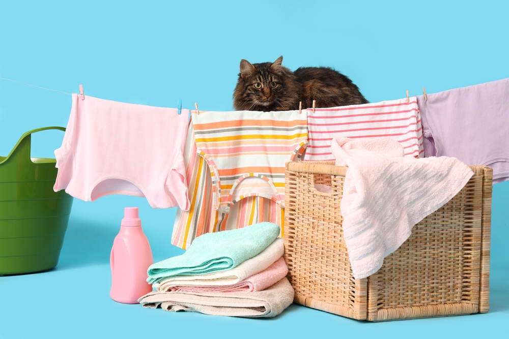 Use a laundry service for pet hair today